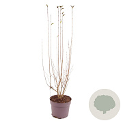 Ligustrum ovalifolium 80-100 cm 7,5L