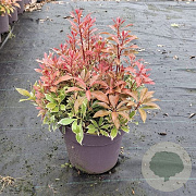Pieris jap. 'Carnaval' 25-30 cm 5,0L