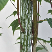 Acer davidii 'Viper' 250-300 cm container meerstammig