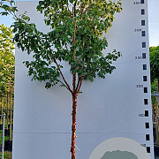 Acer griseum 10-12 HO container