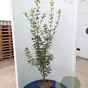 Acer griseum 150-175 cm container 