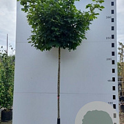 Acer plat. 'Globosum' 12-14 HO container boven vered. 225 cm stam