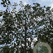Alnus glutinosa 16-18 HO draadkluit