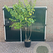 Cercis canadensis 200-250 cm container meerstammig