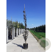 Fagus syl. 'Dawyck Purple' 10-12 cm container BEVEERD