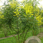 Koelreuteria paniculata 300-350 cm draadkluit meerstammig