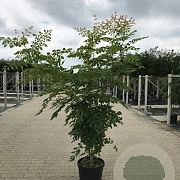 Koelreuteria pan. 'Coral Sun' 125-150 cm container 