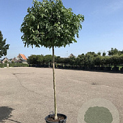 Liquidambar s. 'Gum Ball' 16-18 HO container boven vered. 225 cm stam
