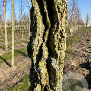 Liquidambar styraciflua 18-20 HO container