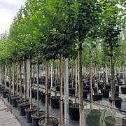 Malus 'Evereste' 12-14 HO container