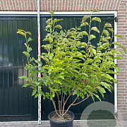 Magnolia 'Heaven Scent' 200-250 cm container meerstammig