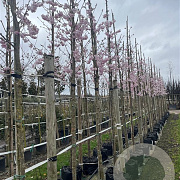 Prunus 'Accolade' 14-16 HO container