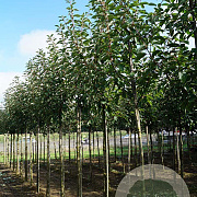 Prunus padus 14-16 HO draadkluit