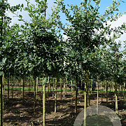 Quercus robur 14-16 HO draadkluit