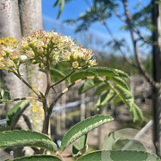 Sorbus auc. 'Sheerwater Seedling' 12-14 HO container
