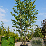 Tilia henryana 250-300 cm 45L meerstammig