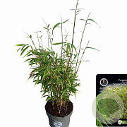 Fargesia robusta 60-80 cm 5,0L