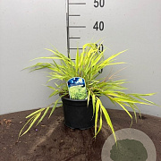 Hakonechloa macra 'All Gold' 20-25 cm 2,0L