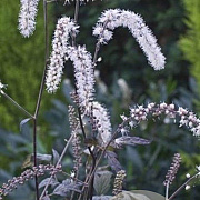 Actaea racemosa 'Queen of Sheba' GM P9