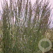 Calamagrostis acut. 'Karl Foerster' GM P9