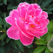Paeonia (LD) 'Mme Emile Débatène' GM P9