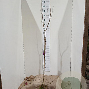 Syringa v. 'Sensation' 100 cm stam 5,0L