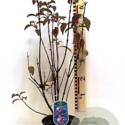 Viburnum bodn. 'Dawn' 30 cm P17
