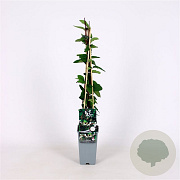 Lonicera jap. 'Red World' 70 cm 2,0L