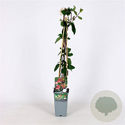 Lonicera per. 'Belgica Select' 70 cm 2,0L