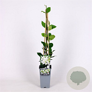 Trachelospermum jasminoides 70 cm 2,0L