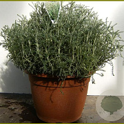 Santolina chamaecyparissus GM C5