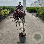 Cotinus cog. 'Royal Purple' 60-80 cm cont. 65L