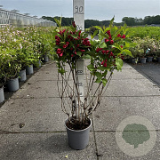 Weigela 'Red Prince' 60-80 cm cont. 65L