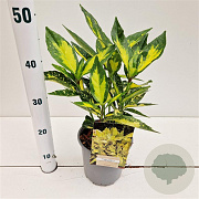 Aucuba jap. 'Picturata' 25-30 cm 2,5L
