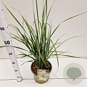 Calamagrostis acut. 'Karl Foerster' gm 4,0L