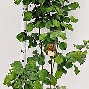 Corylus avellana 125-150 cm 15L