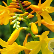 Crocosmia 'Buttercups' GM P9