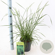 Deschampsia cesp. 'Goldtau' 40-60 cm 3,0L