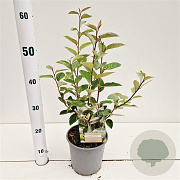 Elaeagnus ebbingei 25-30 cm 2,5L