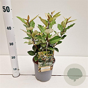 Elaeagnus ebb. 'Compacta' 25-30 cm 2,5L