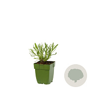 Lavandula angustifolia GM  P11