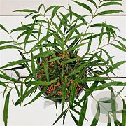 Mahonia eurybracteata 'Soft Caress' 15-20 cm 2,5L