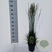 Molinia caerulea 'Torch' GM C3