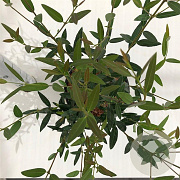 Phillyrea angustifolia 25-30 cm 2,5L