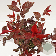 Prunus cistena 30-40 cm 7,5L