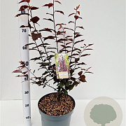 Prunus cer. 'Nigra' 60-80 cm 7,5L