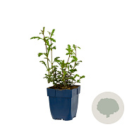 Verbena officinalis 'Bampton' GM  P11