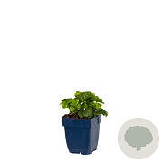 Waldsteinia ternata GM  P11