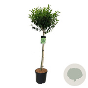 Prunus l. 'Angustifolia' 90 cm stam 15L