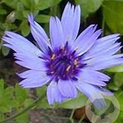 Catananche caerulea GM P9